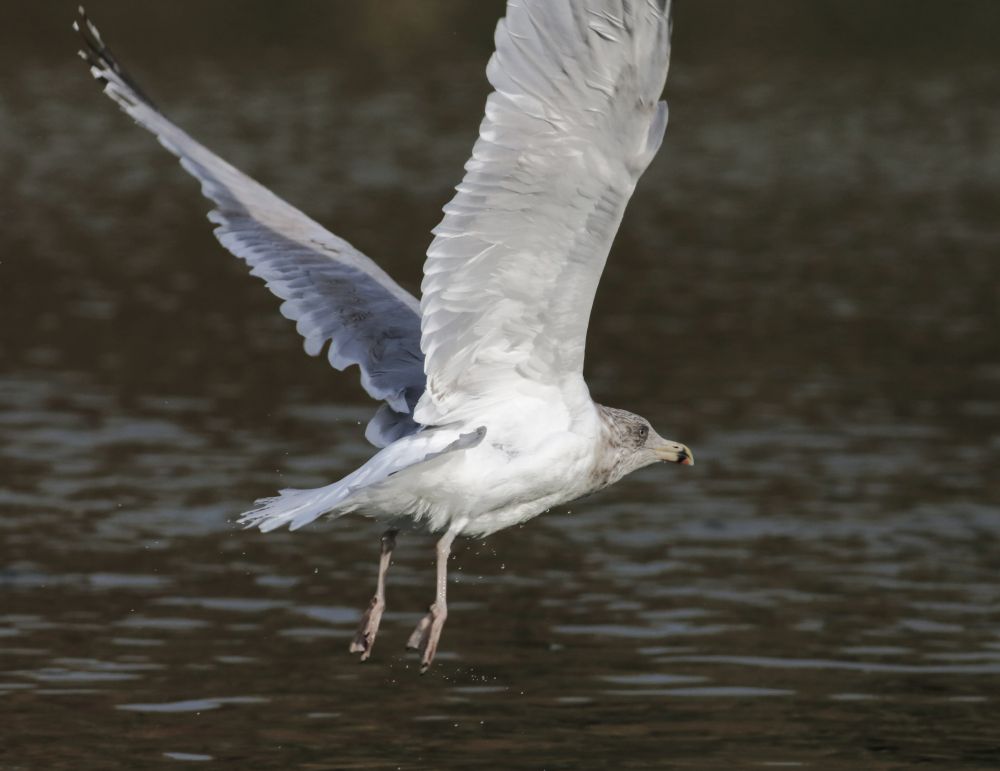 Gull just in fight, wings high, heading away from camera to frame right.