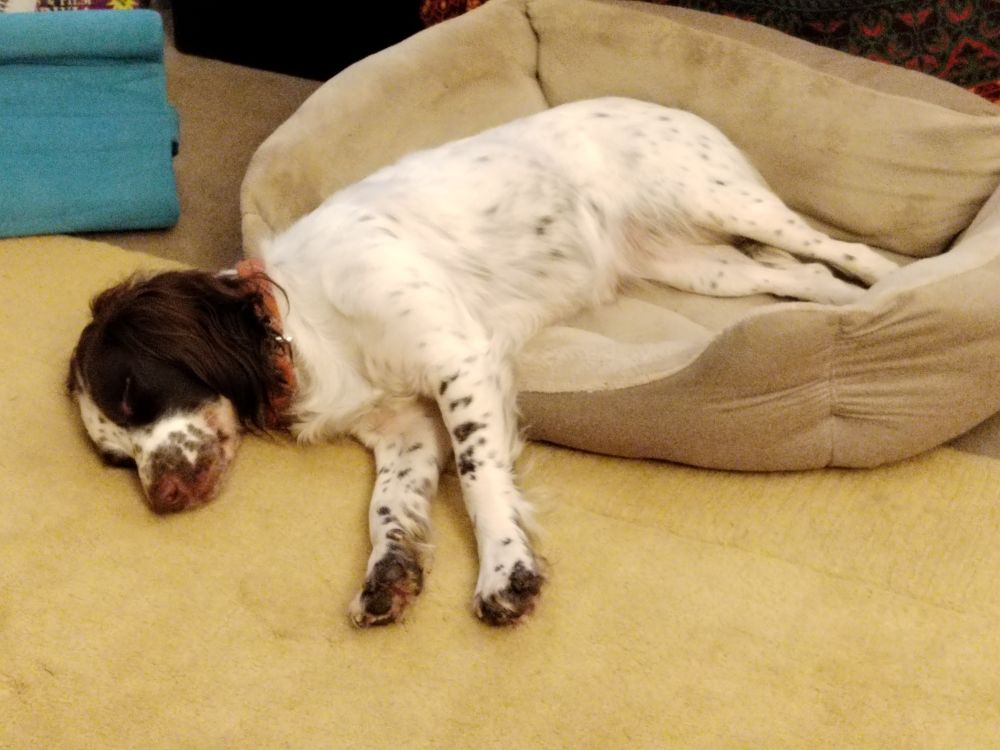 Springer spaniel asleep, laid half in, half out of her bed. 
