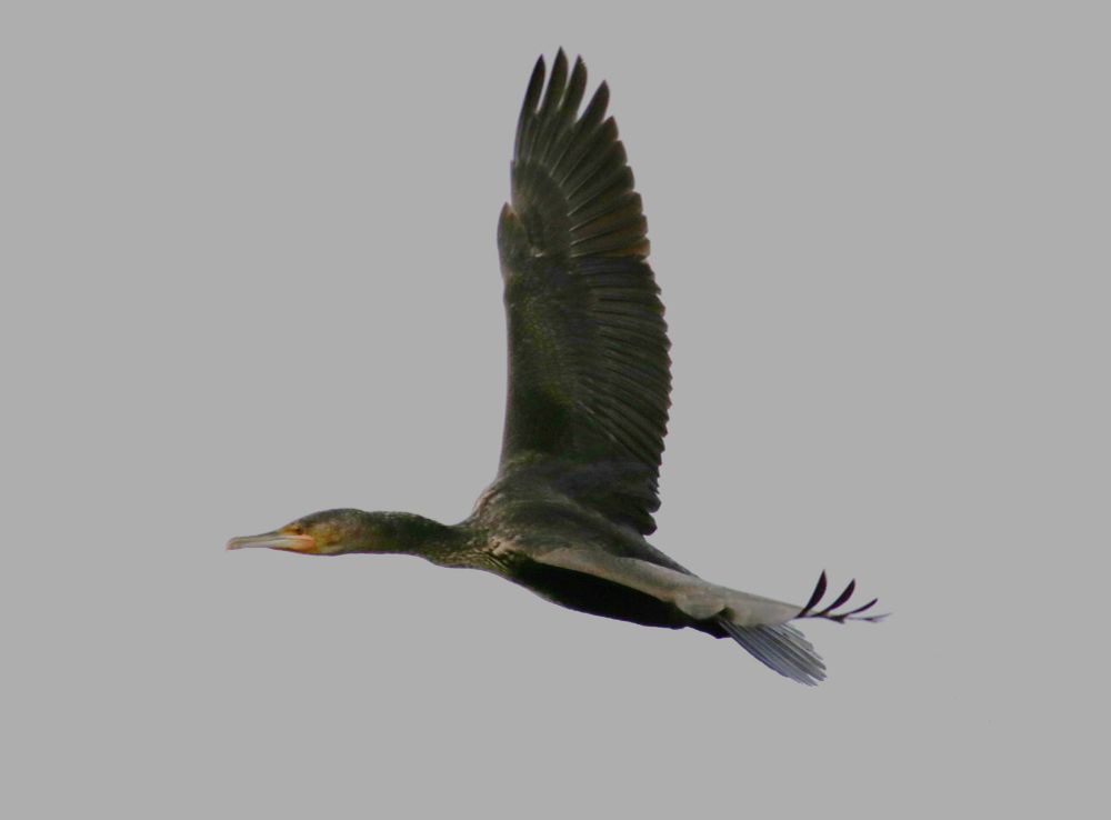 Cormorant, winds wide-spread flies right to left. Against a grey sky