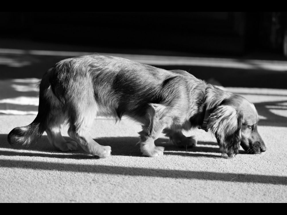 A miniature dachshund from sideways on, sniffs her way along a carpet marked by sharp dark shadows.