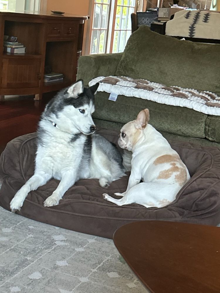 Sasha (Siberian husky) and Penny (French bulldog) face each other while sitting in the same dog bed...they both look uncomfortable.