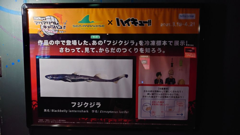 噂のフジクジラ