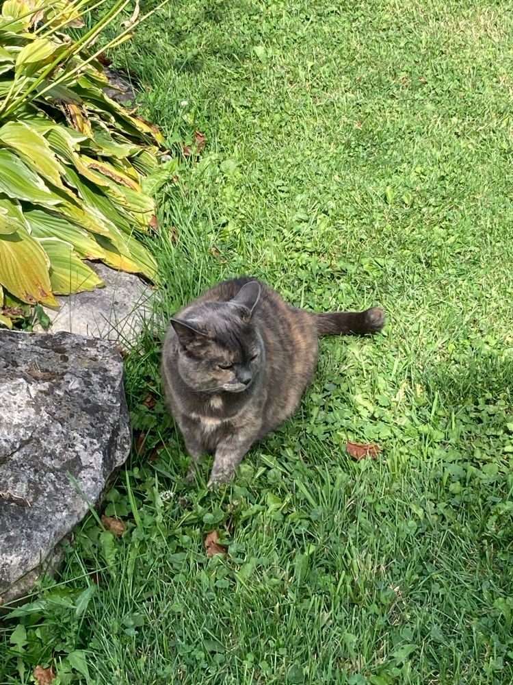 Lucy the cat walking around her green garden looking for chipmunks. 