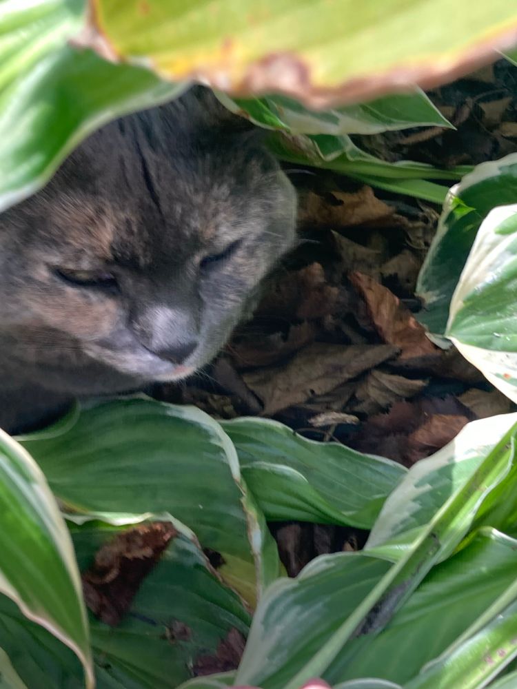 Lucy hiding under the hosta leaves. 