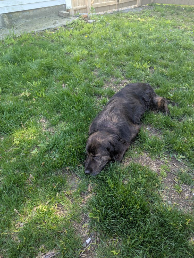 a fairly large black brindle double coated dog laying in the grass