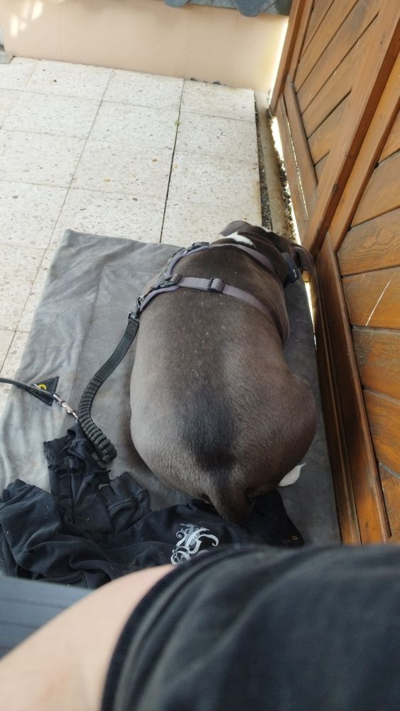 Ein grauer Hund, der auf einer Decke liegt