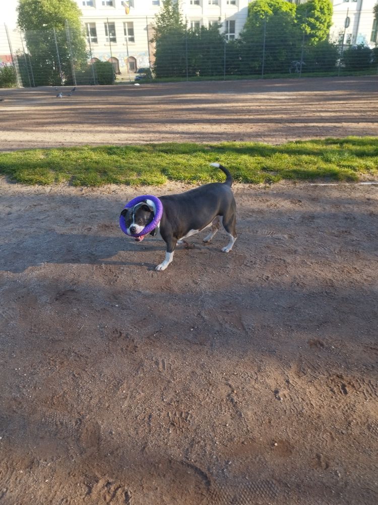 Eine graue Bulldogg, mit einem lila Spielzeug um den Kopf