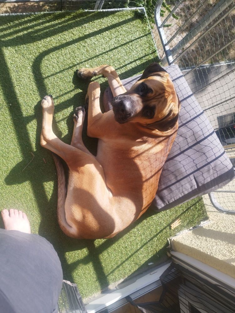 Ein brauner Cane Corso, der auf dem Balkon Halm auf einem Kissen liegt und von unten in die Kamera schaut.