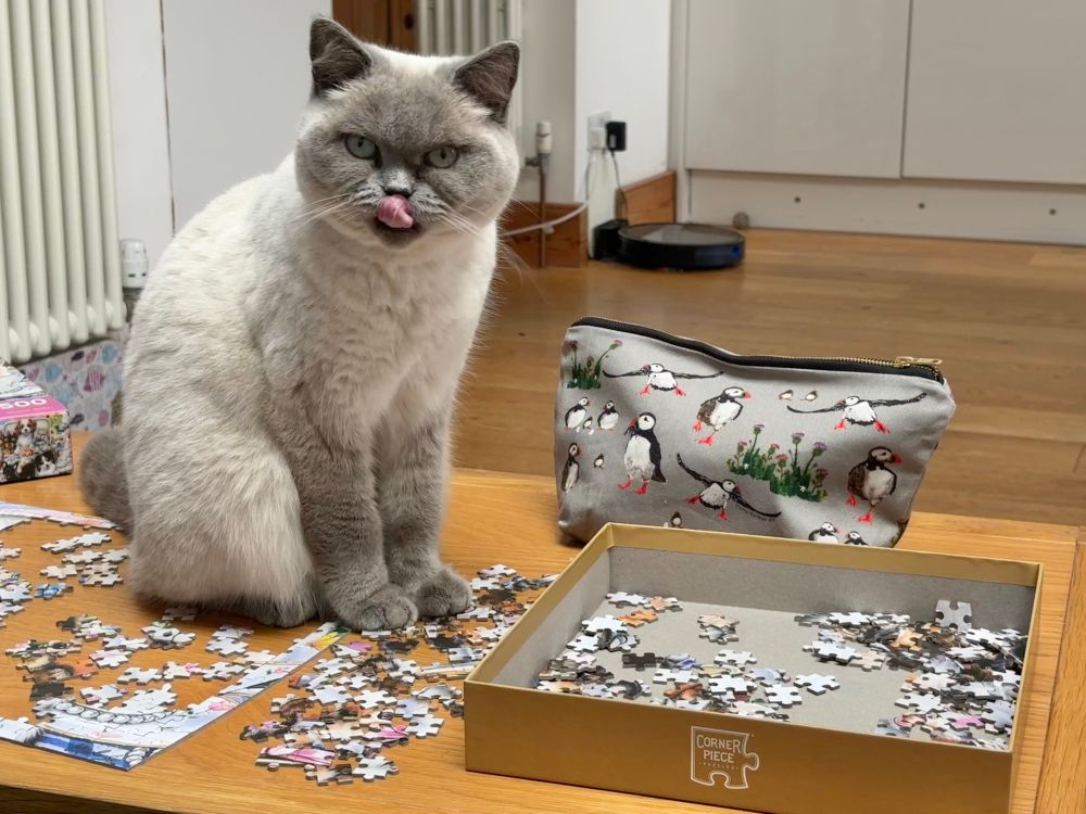 On a wooden coffee table atop a small half-done puzzle sits Willow the blue colourpoint (white and grey) British shorthair cat. She is now sitting up and looking just off to the left of the camera. She is licking her grey nose with her pink tongue. Her pale blue eyes are alert.