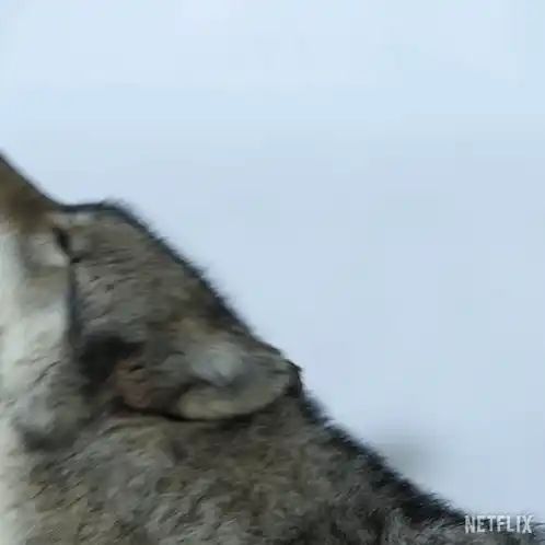 a close up of a wolf with the word netflix on the bottom right