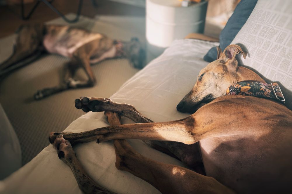 Kaksi nukkuvaa koiraa 