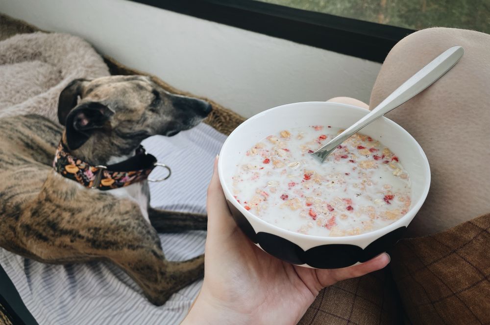 Ihminen pitelee kulhoa, jossa granolaa. Taustalla makaa brindle värinen galgo mix