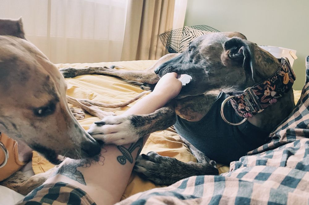 Kaksi koiraa, jotka näykkivät käsivartta 