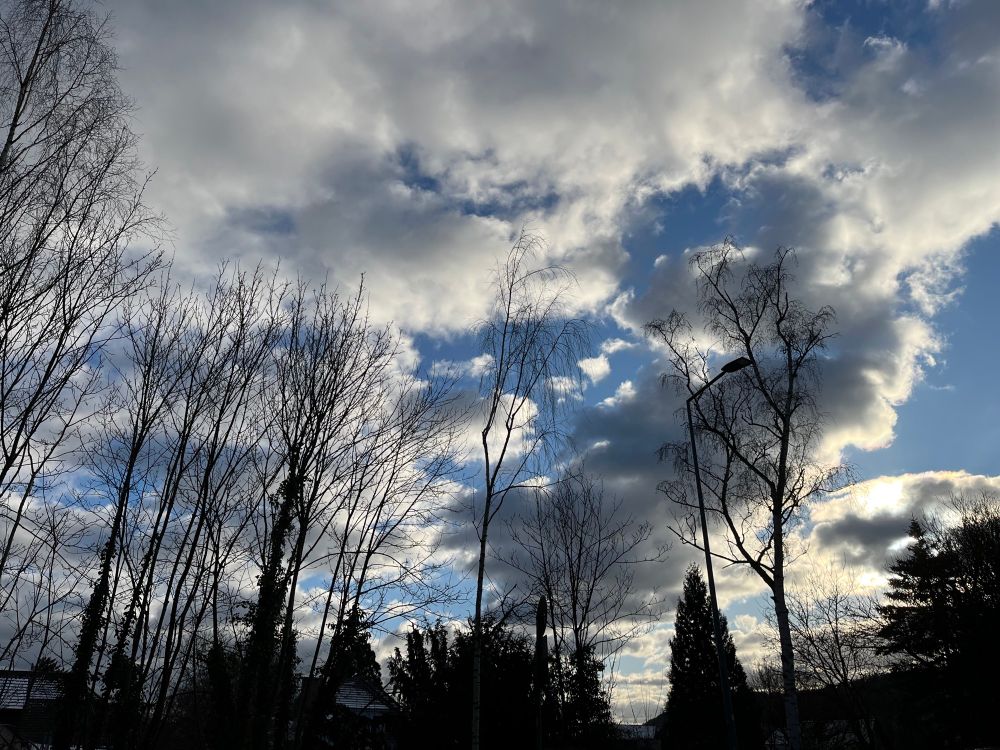 wolkiger himmel vor dunklen nackten bäumen