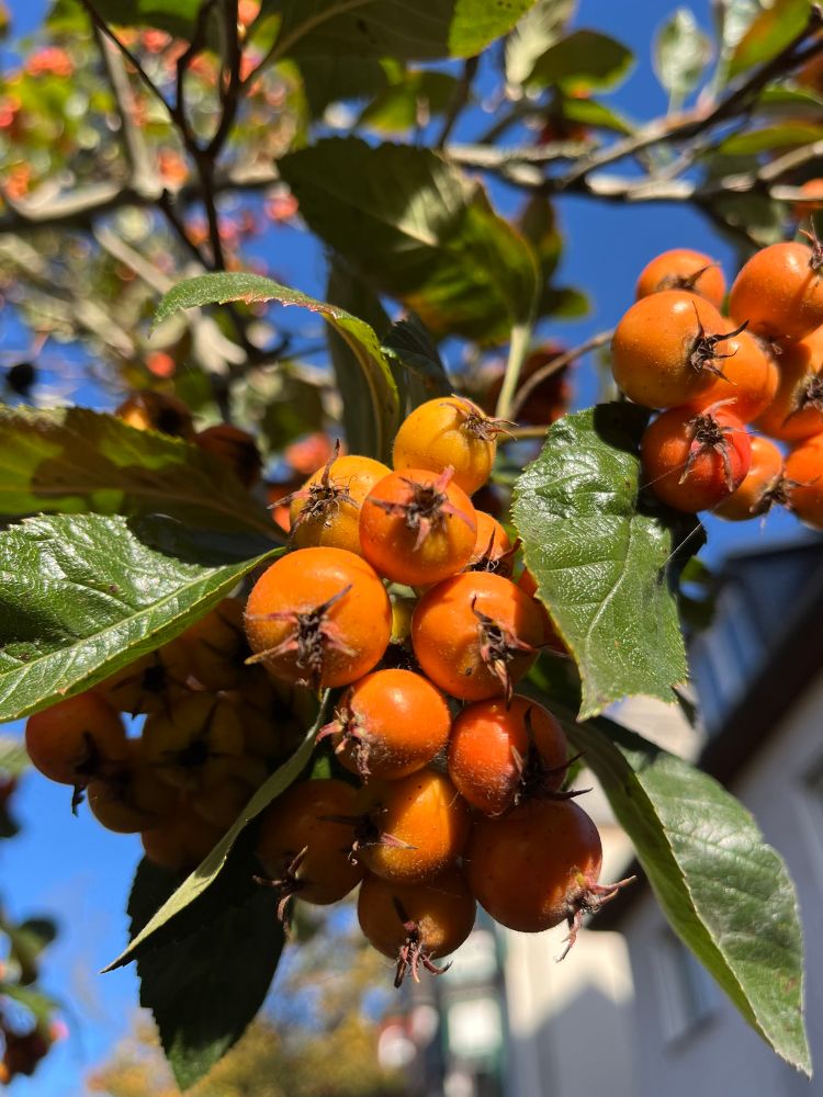 kleine orangene beeren am baum