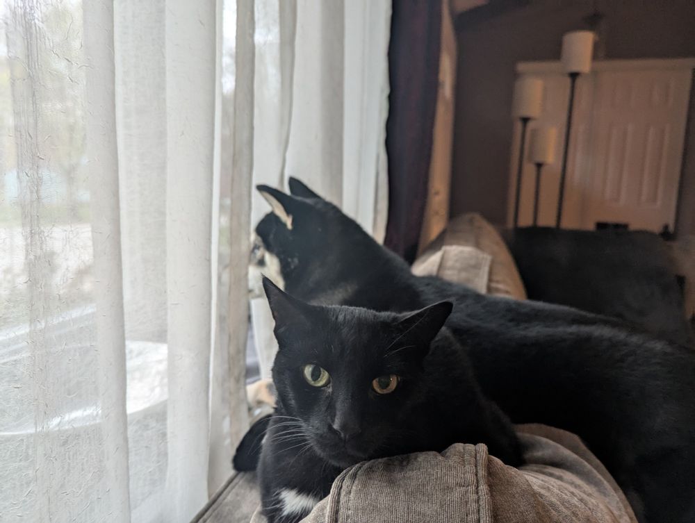 A black cat looks at the camera, while a black and tan Shiba Inu dog leans against him, looking out of a bay window.