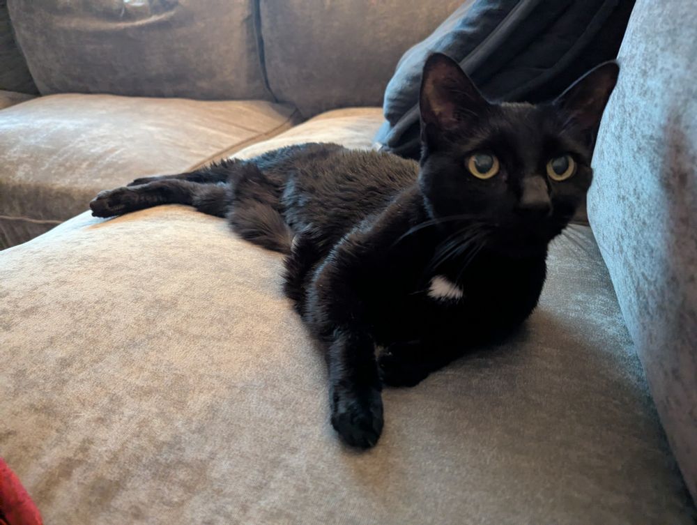 A black cat with a small white patch on his chest laying on a couch