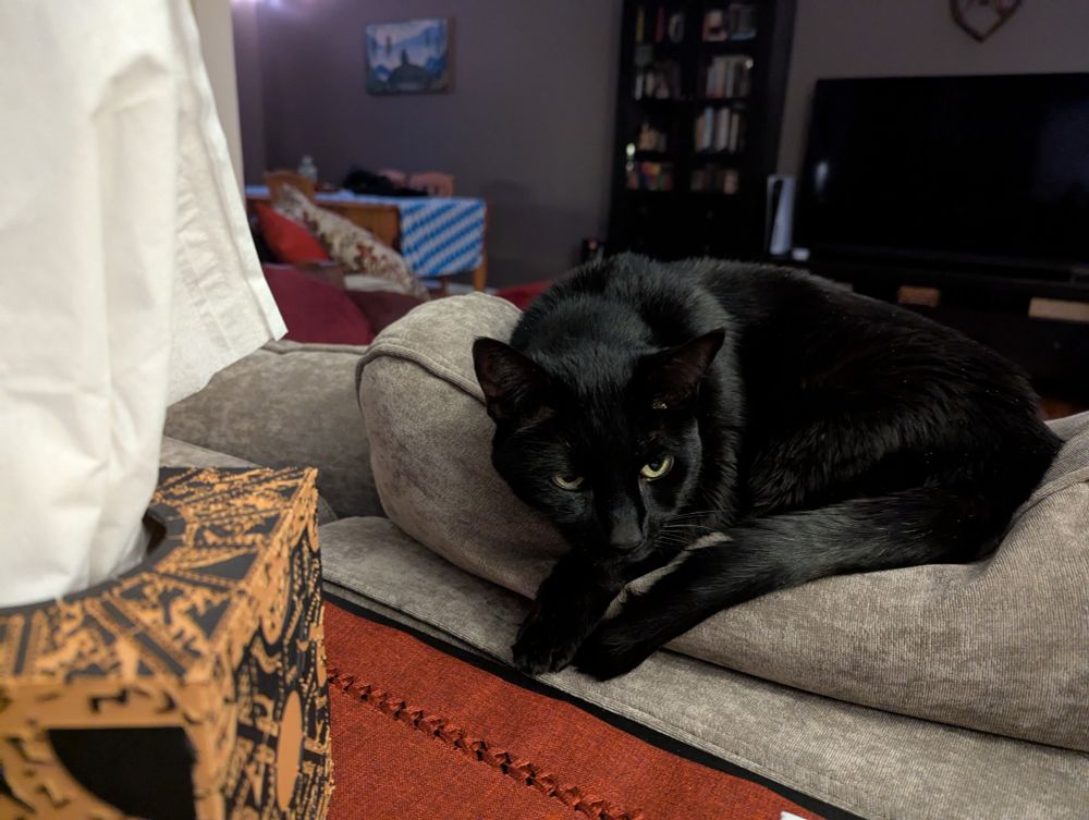 A black cat lying on a couch with his head on his paws