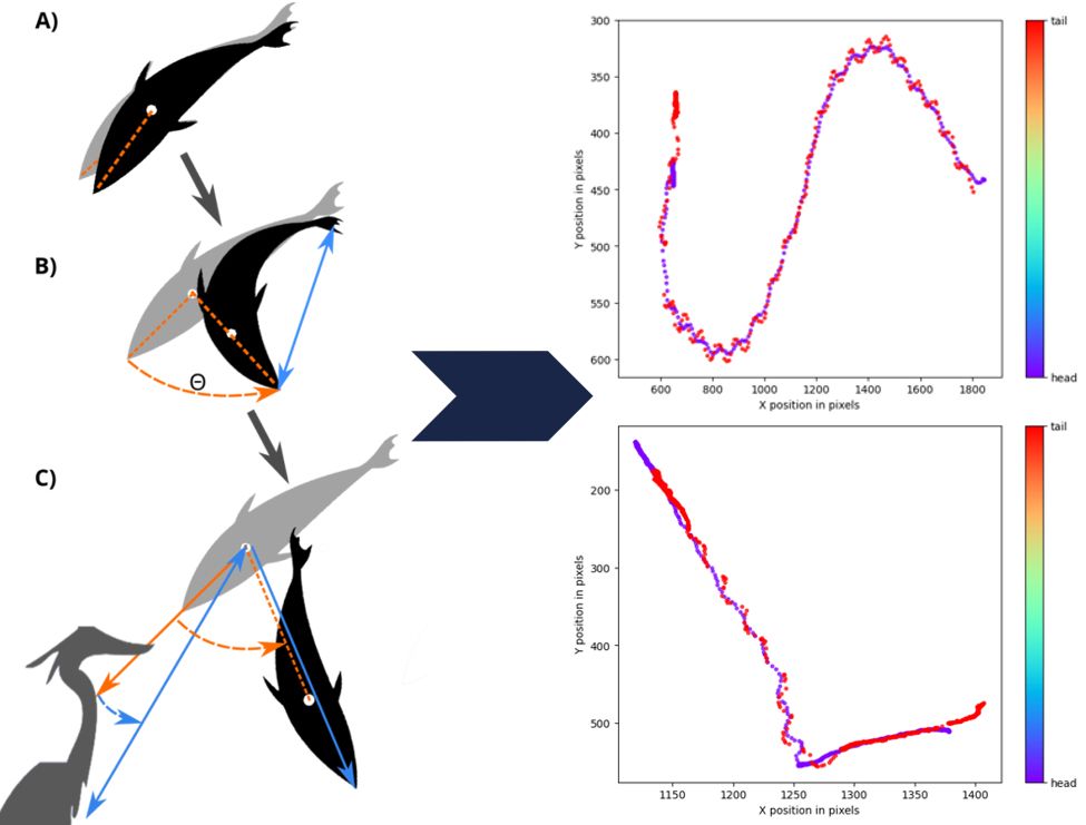On the left, a diagram showing fish escape response from predator step-by-step. On the right, two example plots showing the trajectory of the fish with two lines (tracked head & tail separately)