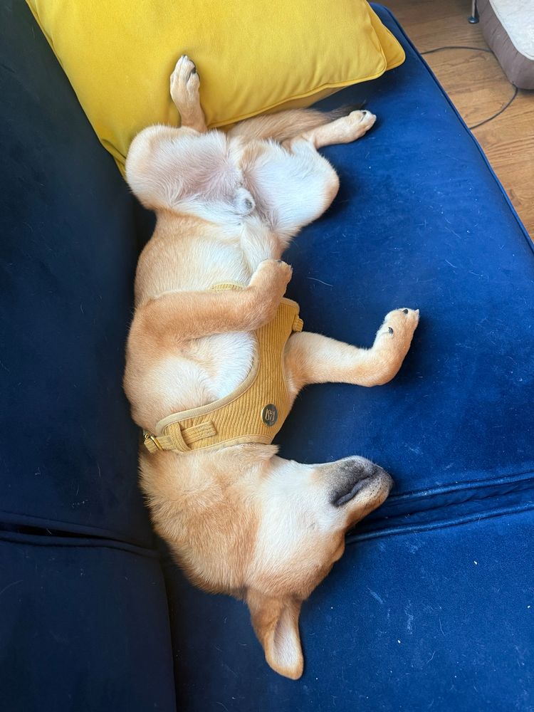 A Shiba Inu puppy sleeping on his back, legs splayed without a care in the world 