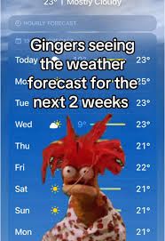 Pepe the prawn, a red headed muppet, looking very sad. He’s in front of a weather report showing sunshine for days Wording: Gingers seeing the weather forecast for the next 2 weeks