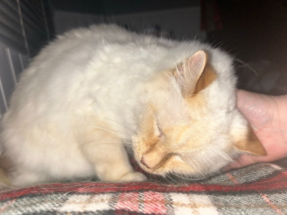 A male flame point cat named bub sits on a red and green plaid pillow, leaning into a hand that is giving him a scritch behind his left ear. 