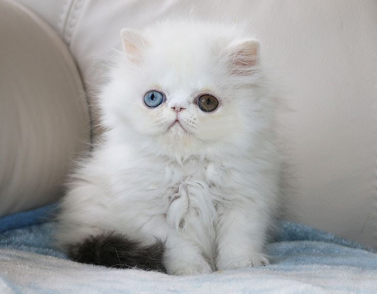 a wall eyed, white persian cat with heterochromia
