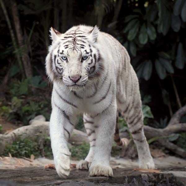 a white tiger in mid stride