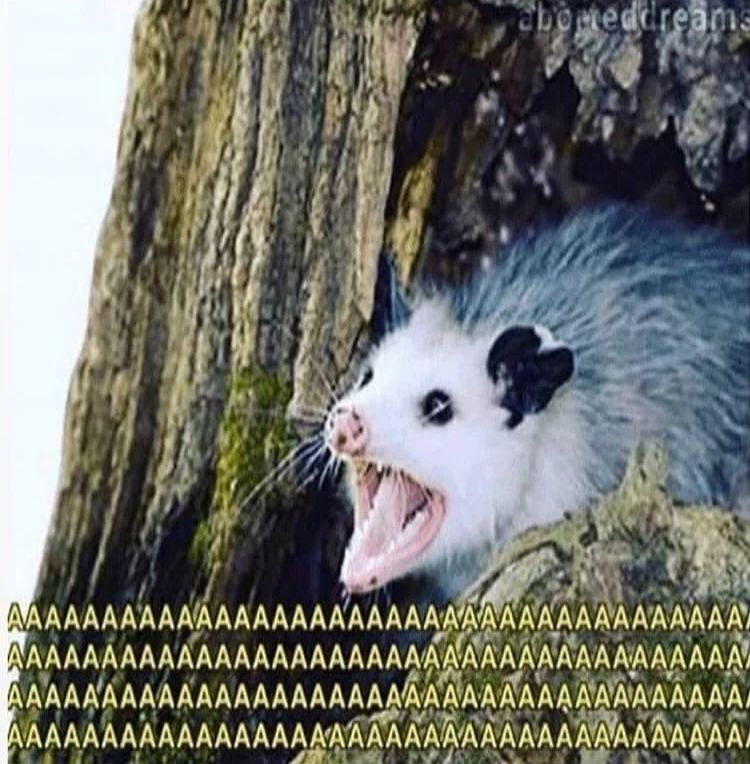 A screaming possum, with AAAAAAAA written on the image with like 100 A's