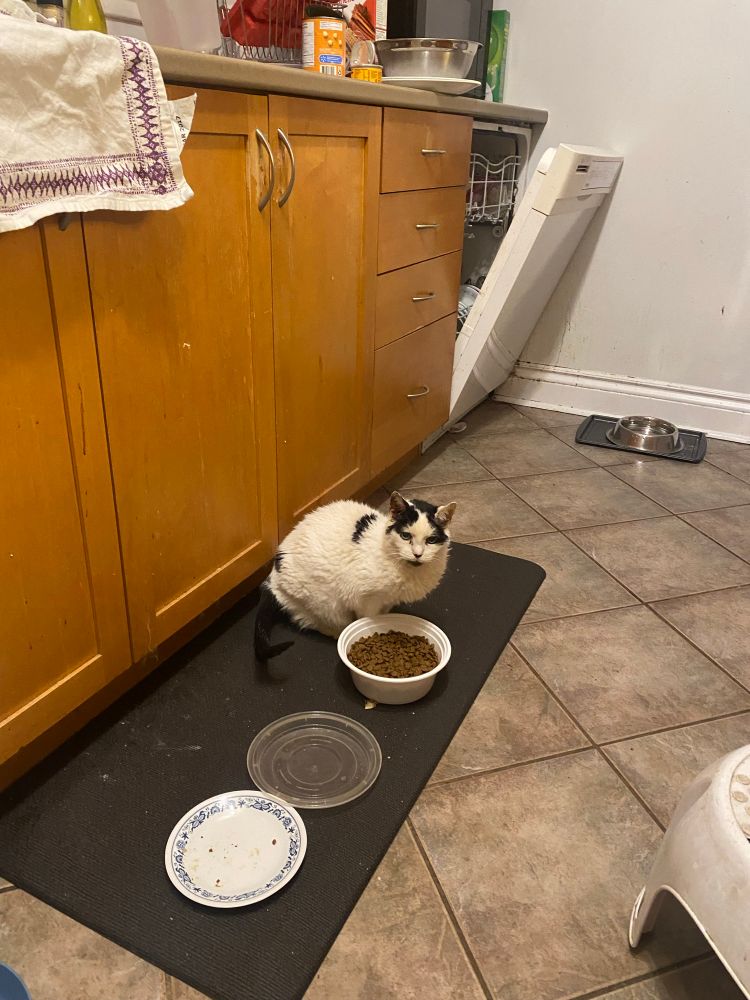 A white cat with black spots sitting next to an open Tupperware of cat food, staring directly at the camera. There is an empty plate nearby, which she would like to demand wet food on, please.