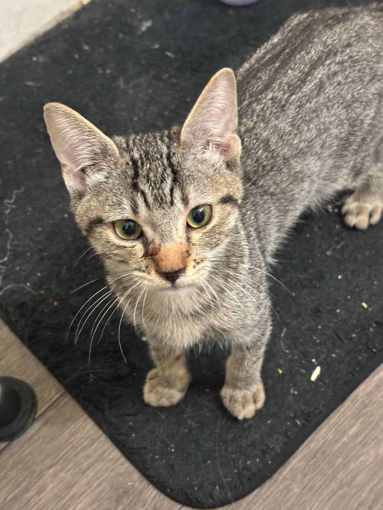 photo of a tiny grey shorthair kitty cat 