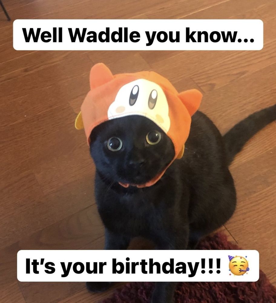 My cat sock with a Waddle Dee hat.
Top Text: Well Waddle You Know...
Bottom Text: It's your birthday!!!🥳