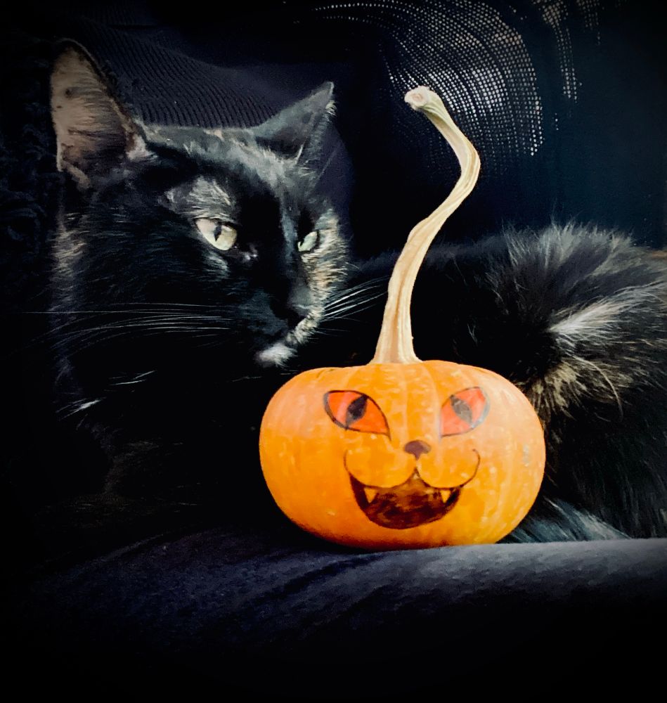 Cat with pumpkin