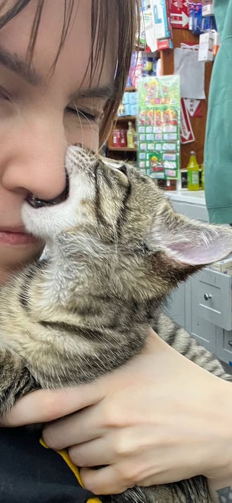 a grey striped cat playfully biting a person holding it on the nose