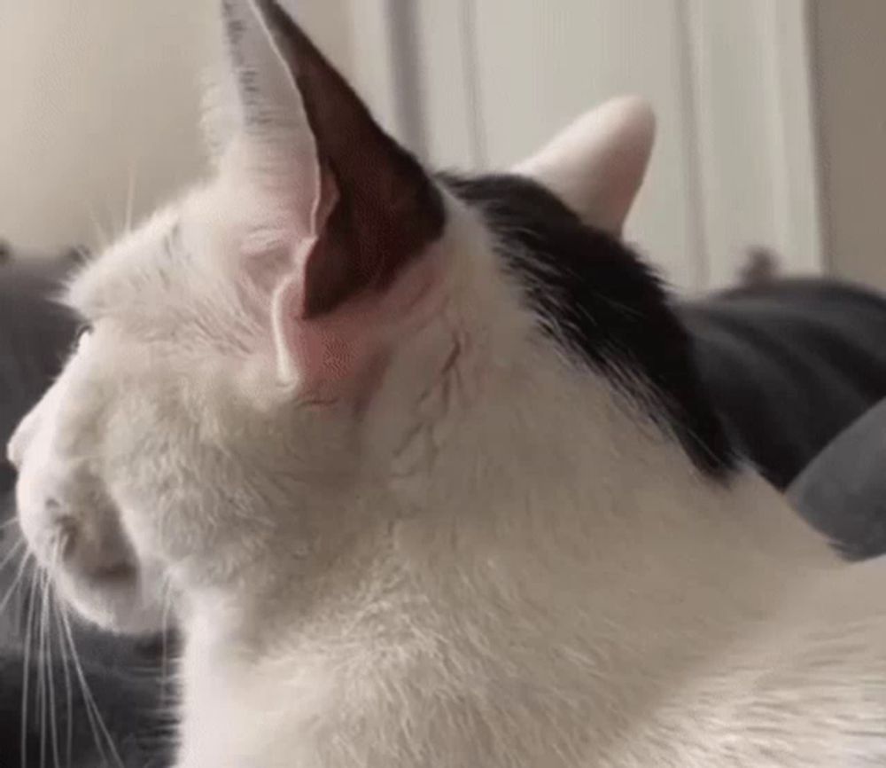 a close up of a black and white cat 's ear and neck