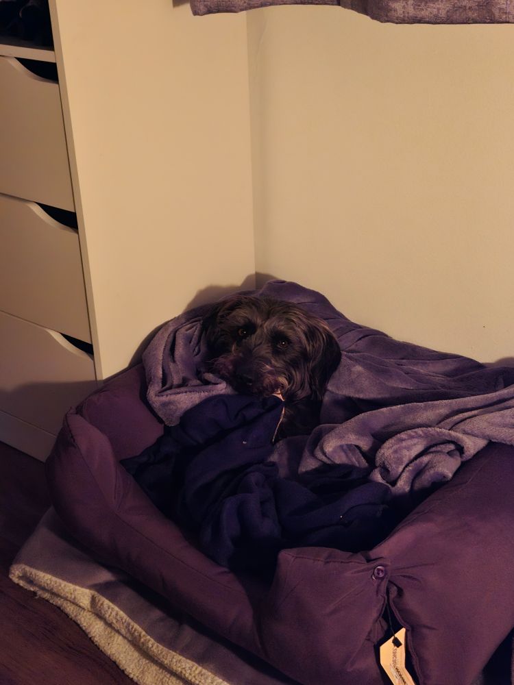 Cachorro preto olhando desconfiado com só a cabeça de fora no meio de mantas em cima da sua caminha.