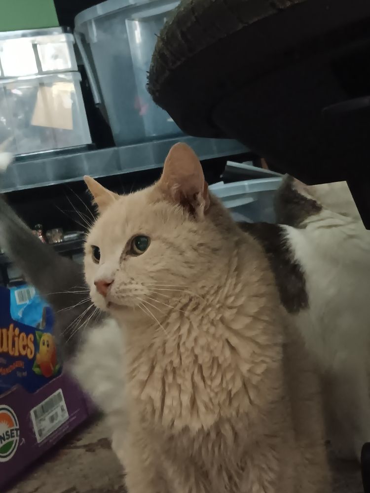 My old bastard cat Patrick sitting and staring off to the side. He has sand colored fur and yellow eyes. He's got that old car fur appearance.
