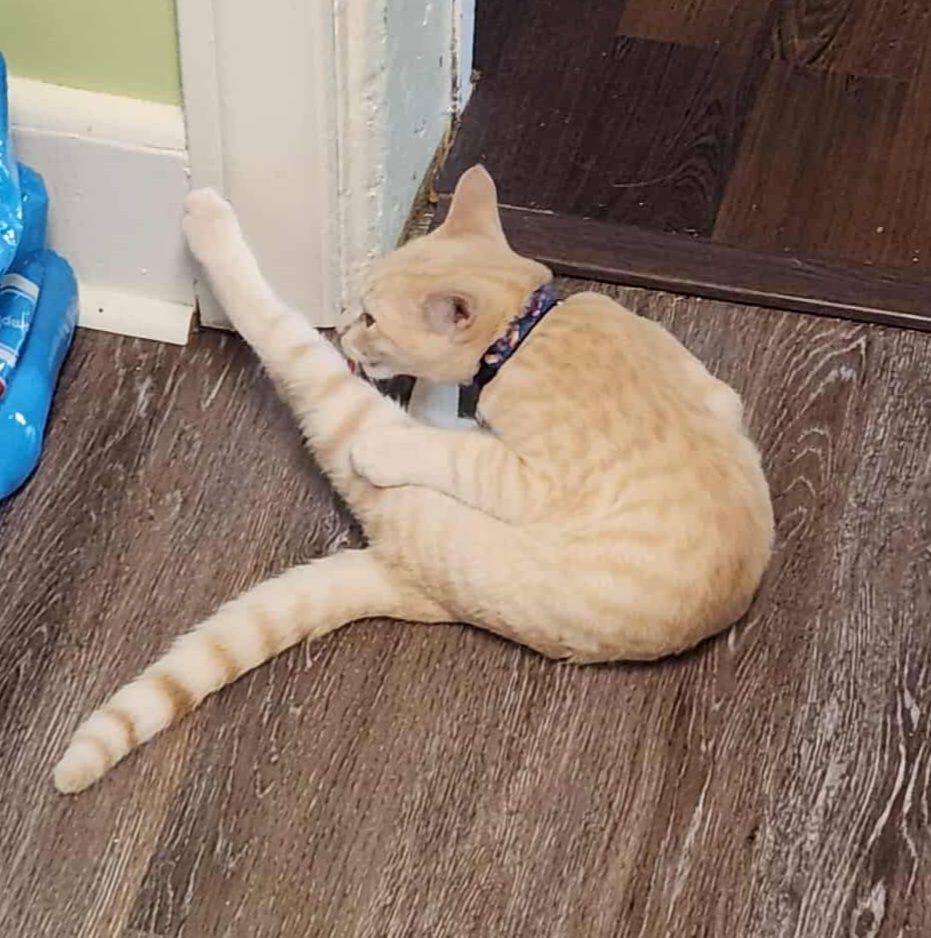 Picture of a small tan cat doing an almost impenetrable impersonation of a shrimp