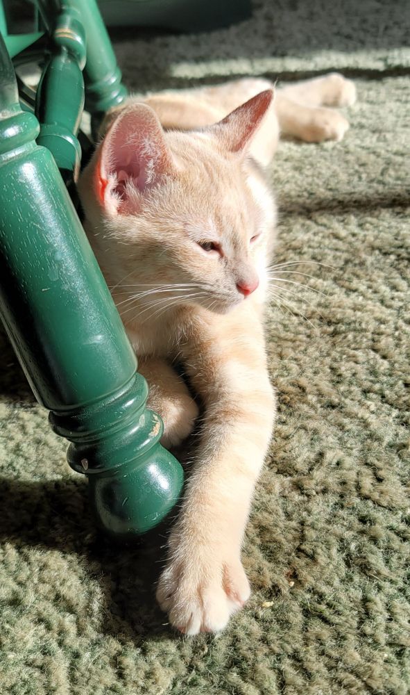 Picture of an extremely cute kitten lounging against a chair leg in a sunbeam
