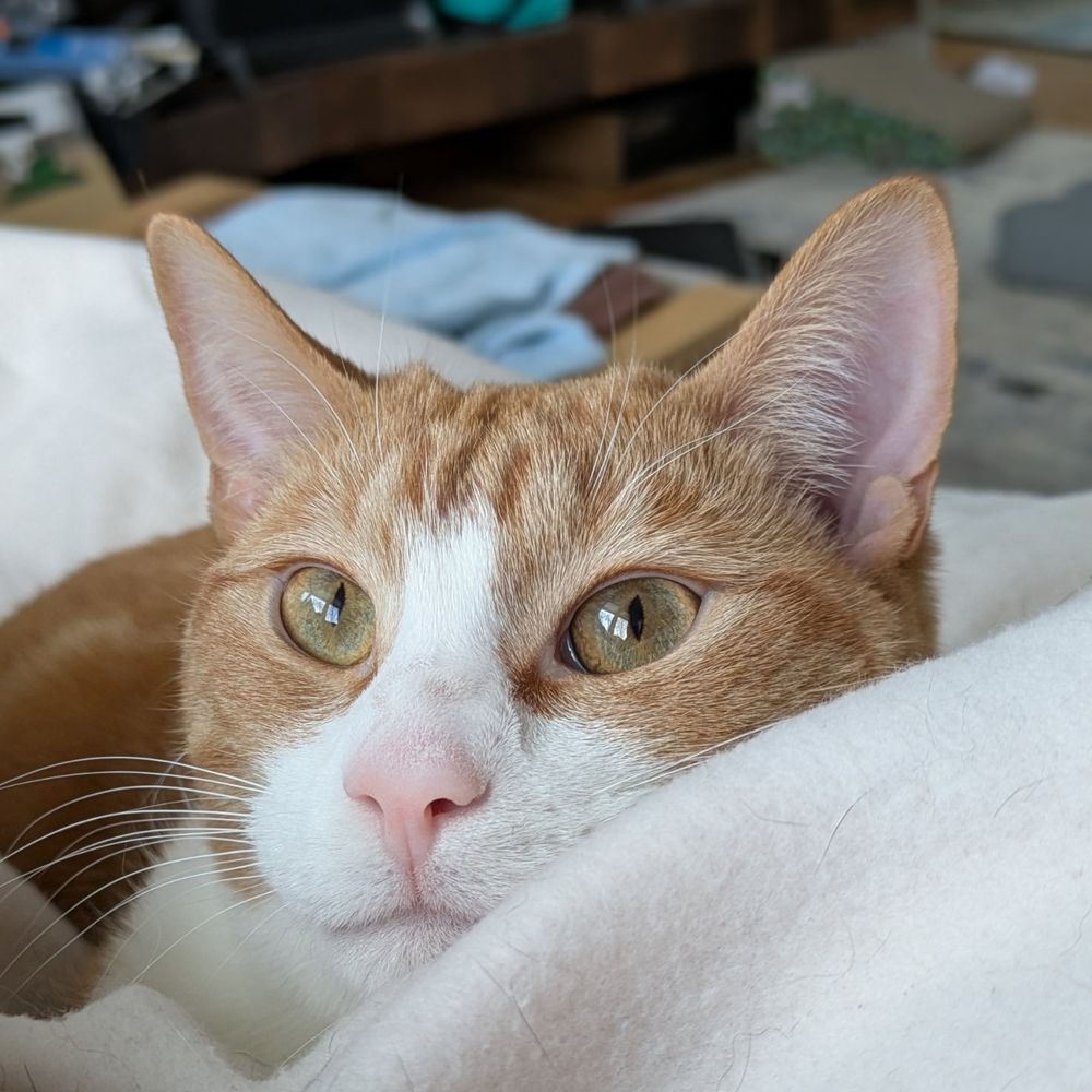 Orange and White cat with green eyes and pink nose looking at the camera while lying down.