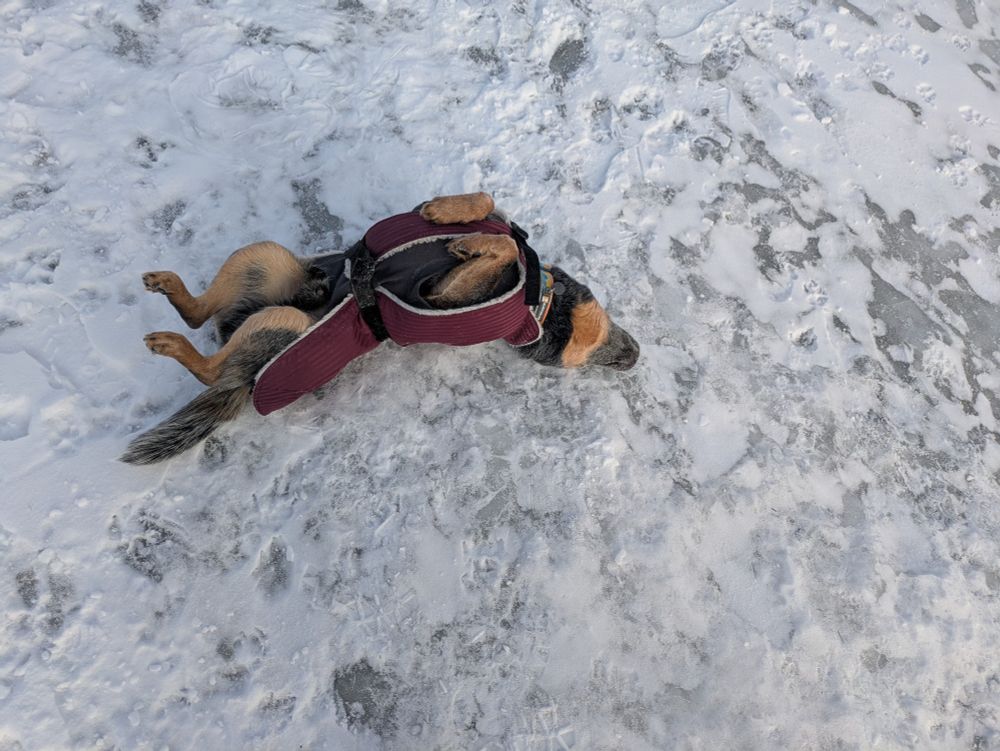 Blue heeler dog wearing a red jacket wiggling on his back on snow covered ice.