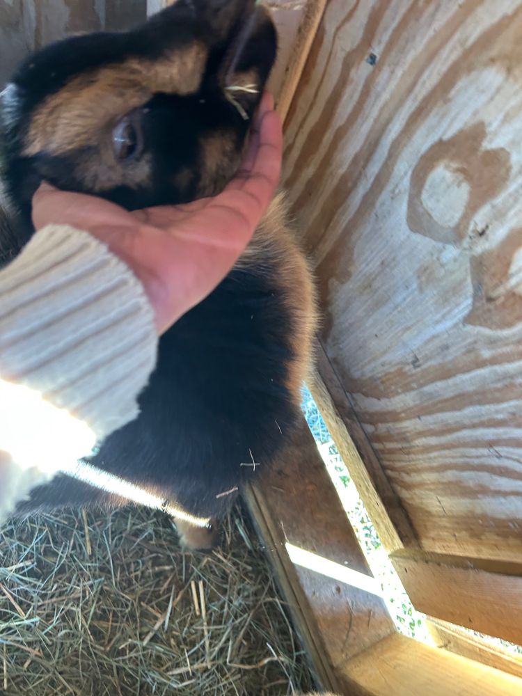 squash aka fatass jr