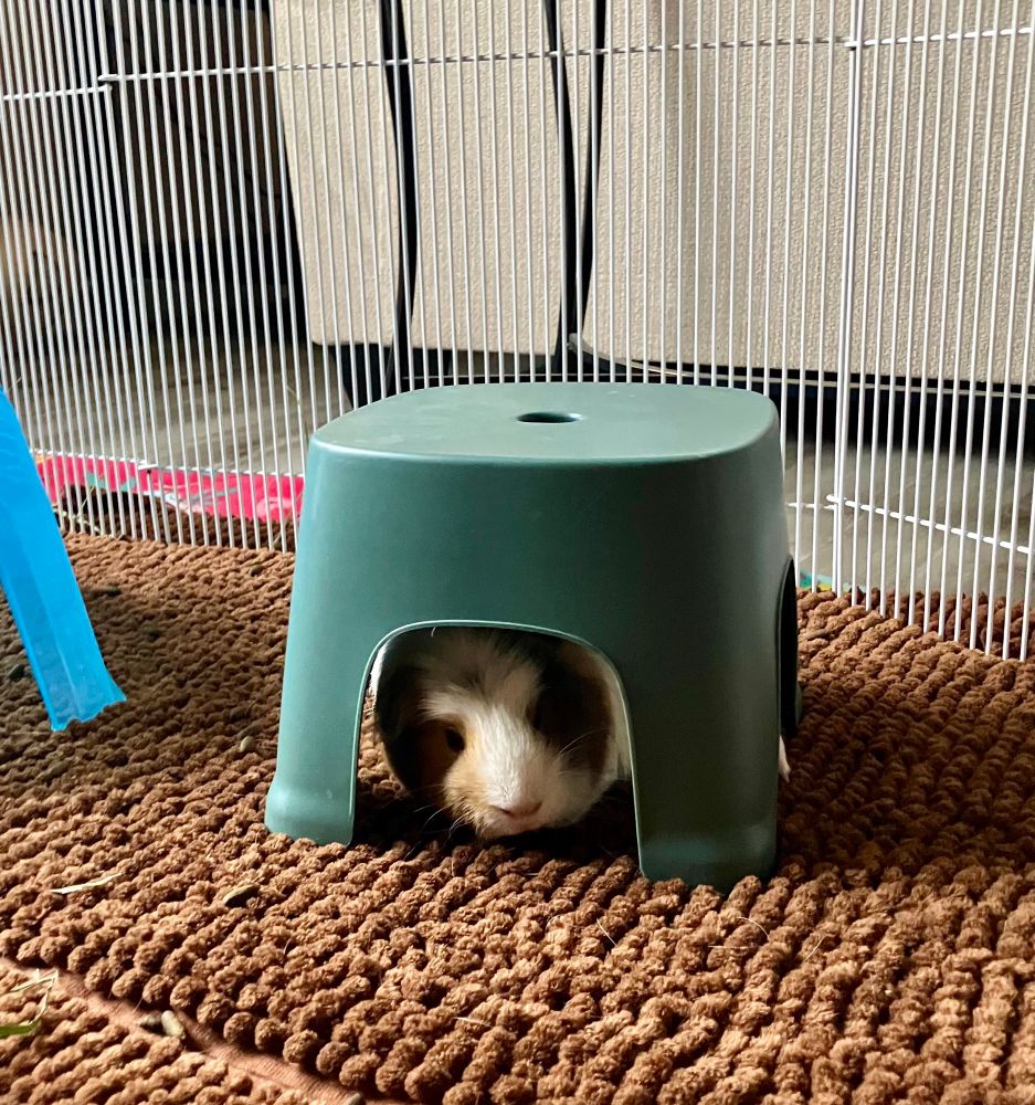 Brown and white Guinea pig under a stool hidey 
