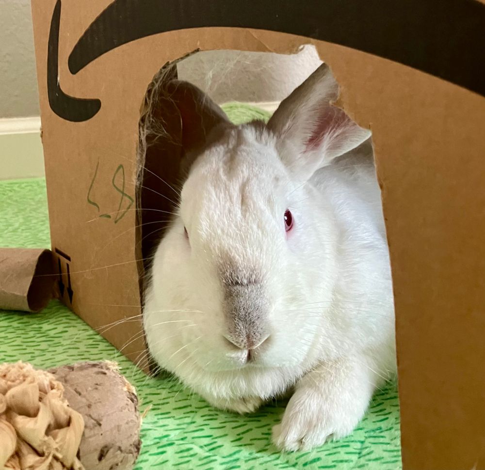 Californian rabbit - white with gee red at nose looking out of a hide box 