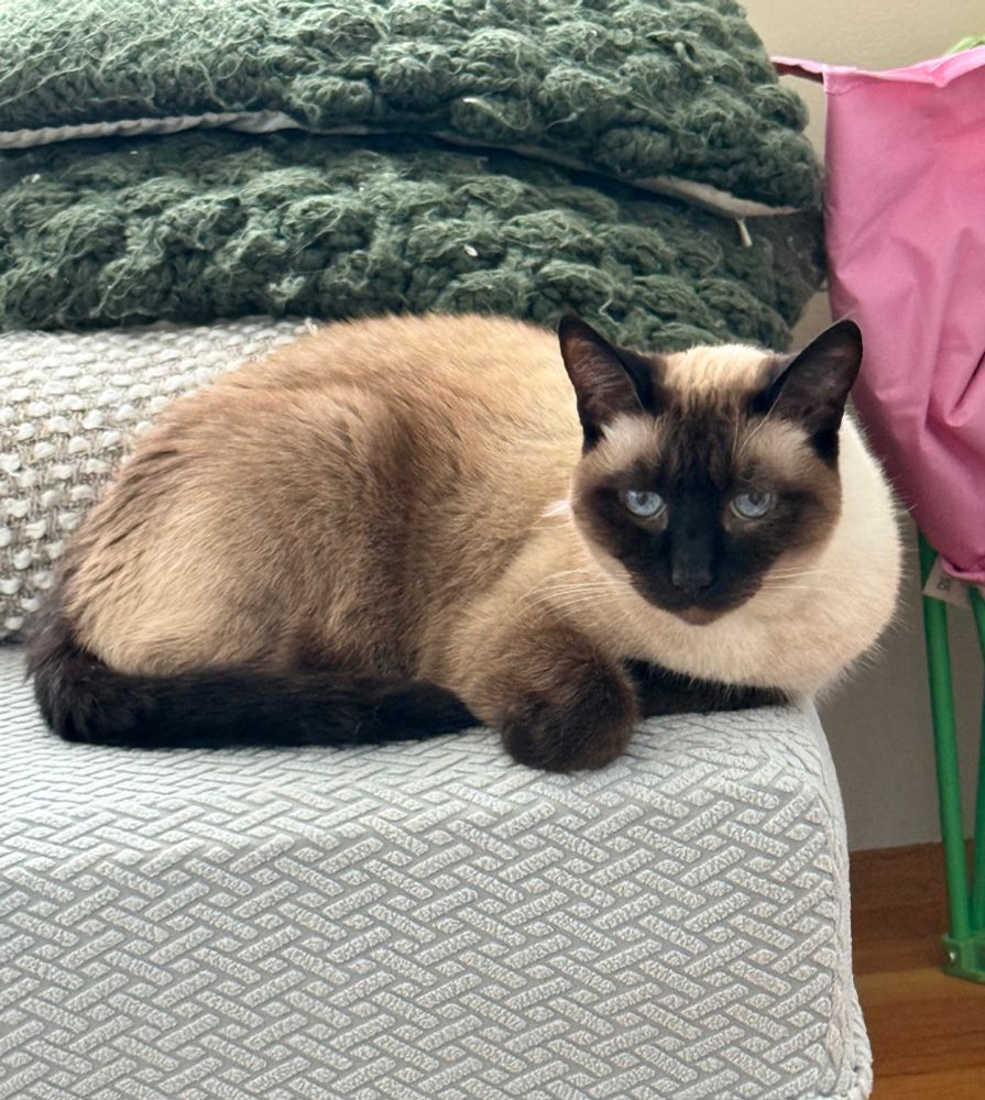 Jinx, a siamese cat on a couch 