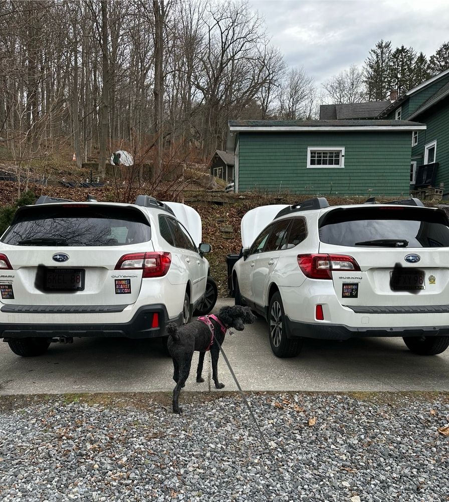Two white Subaru Outback wagons parked in a driveway with their noses slightly together and both hoods up. There is also a black standard poodle wearing a pink harness on a leash supervising my husband whom you cannot see. The weather is gray, my dog is cute.