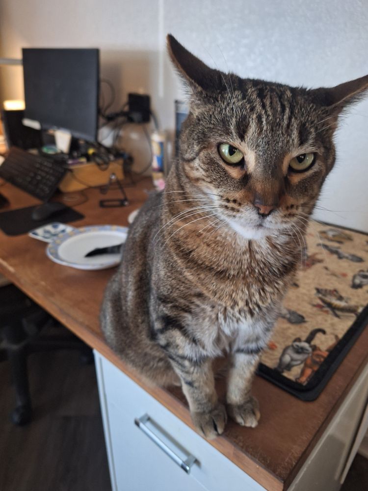 Grey tabby cat sits on a desk. His water dish is behind him. He is seemingly unaware his tail is taking a dip in the dish.