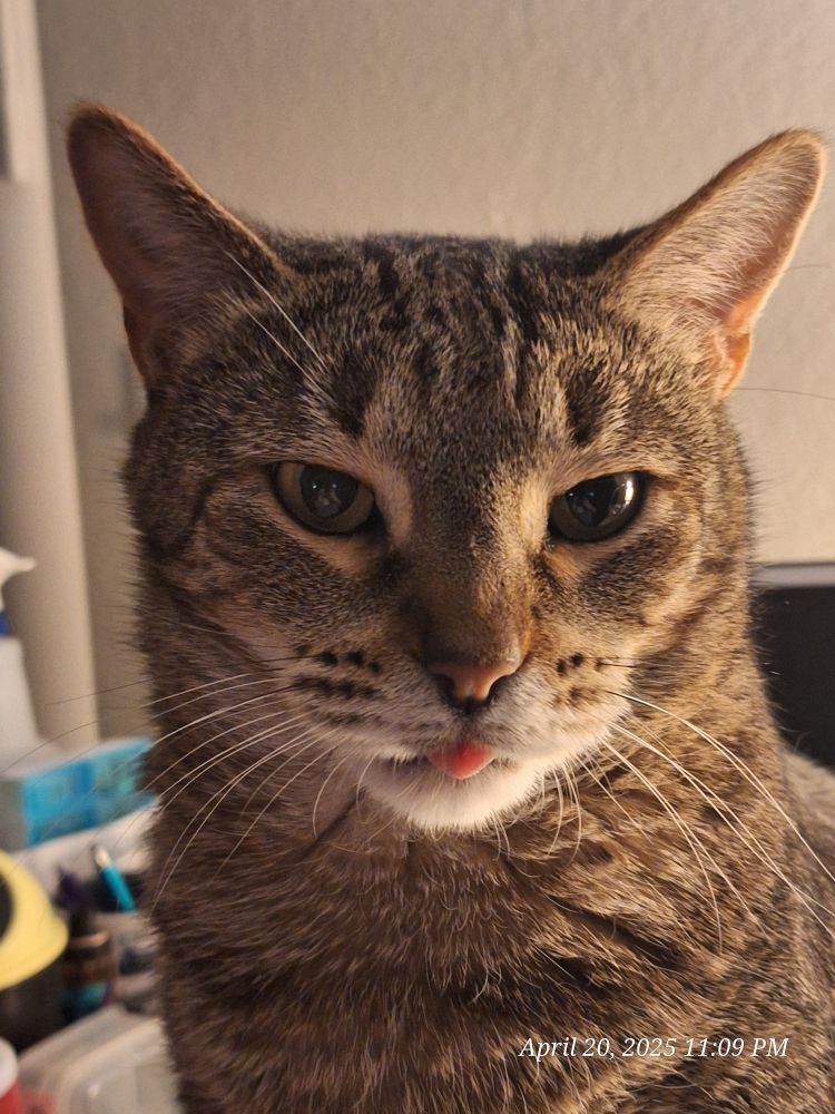 Angry tabby cat with his tongue sticking out. An angry blep.
