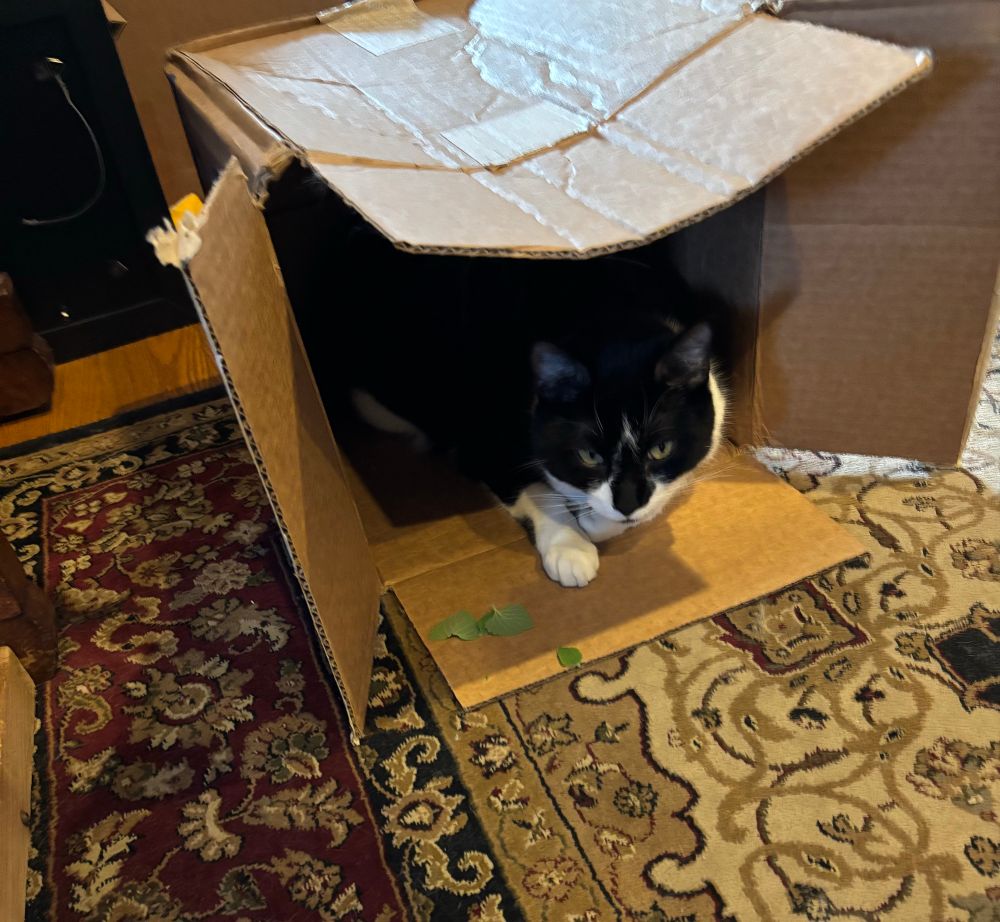 Tux cat peers out from a well-made cardboard box 