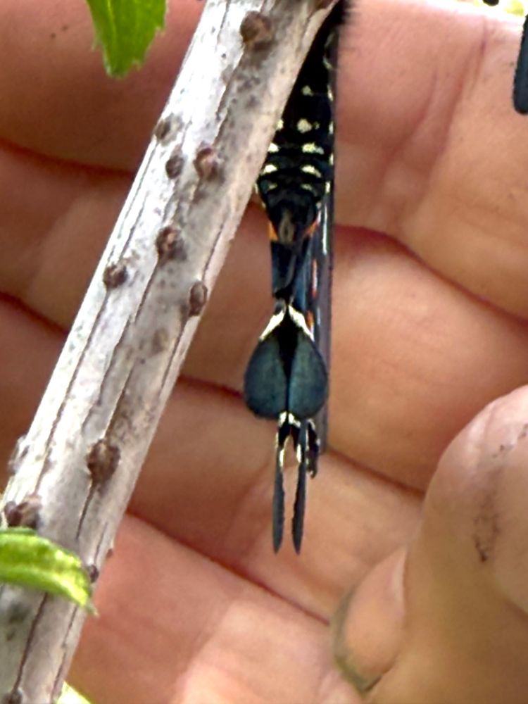 I am finding that wings are not 2 dimensional. Here we see rounded spoilers just above the tails. Zebra swallowtails have them too.